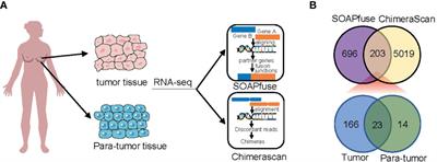 Transcriptome Analysis Reveals MFGE8-HAPLN3 Fusion as a Novel Biomarker in Triple-Negative Breast Cancer